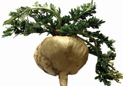 Mucizevi Bitki Maca'nın Faydaları