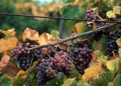 Nar ve üzüm suyu en güçlü antioksidanlar