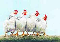 Tavuk etinde çift haneli büyüme…