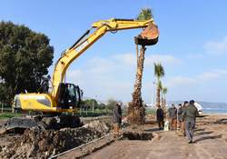 Aliağa 277 Adet Dev Palmiye...