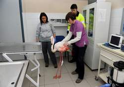 Yaralı flamingo tedavi edildi 