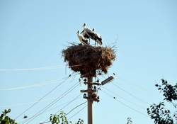 Leylekler Aliağa'da...