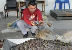 Zeytinyağı Üretimine Yeni Genelge