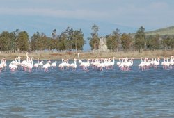 Göçmen kuşlar Aliağa'ya veda ediyor