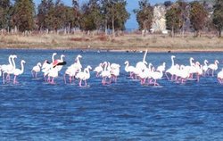 Aliağa Kuş Cenneti