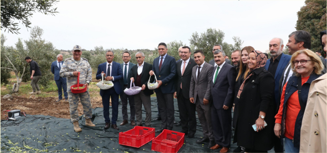 Aliağa’da 2. Zeytin Hasat Şenliği Düzenlendi