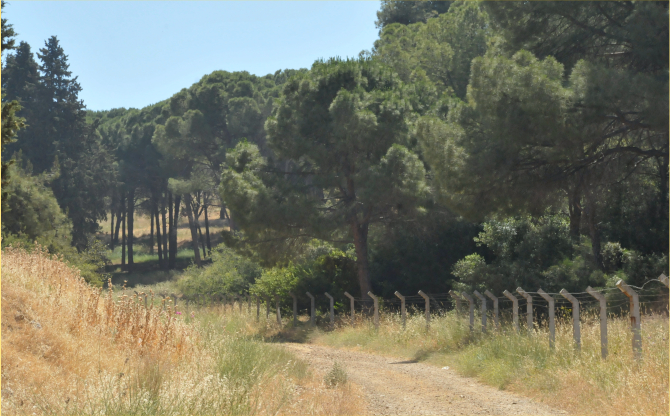 Aliağa’da Ormanlık Alanlara Giriş Yasaklandı