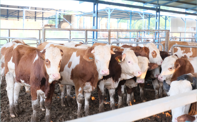 İsa Önal'dan Kurbanlık Hayvan Seçimi İçin Öneriler