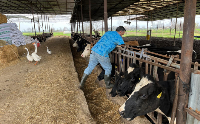İzmir’de Şap Aşılama Kampanyası Başladı