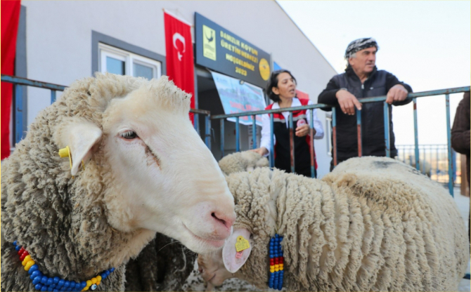 Damızlık Koyun Dağıtımında İkinci Etap Başlıyor