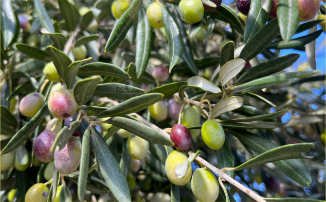 Aliağa, 4. Zeytin Hasat Şenliği’nde Buluşuyor