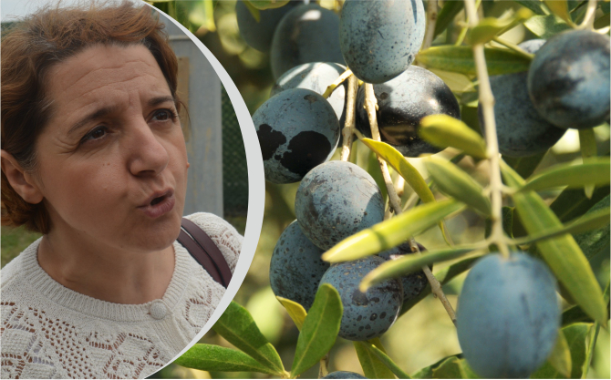 Zeytin Hasadında En Doğru Yöntemler ve İpuçları