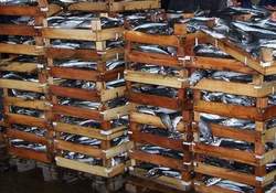 İzmirli Balıkçı Dertli