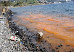 Foça'da Deniz Kirliliği