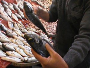 Balık, Su Ürünleri Fiyatları/20.11.2017