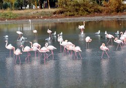 Flamingolar Aliağayı Renklendirdi