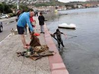 Foça'da Su Altı Temizliği 