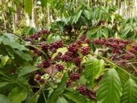 Ülser Hastaları da Zayıflayabilir!