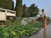 Ispanak Hasadı Başladı...