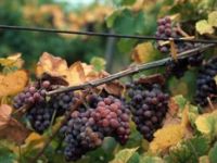 Nar ve üzüm suyu en güçlü antioksidanlar