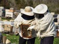 Arıcılık Kurslarını Yoğun İlgi...