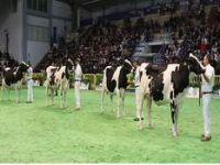 En Güzelleri  Podyuma  Çıkıcak 