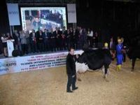 Miss İnek 2015 “SULTAN” 