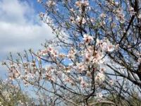 Aliağa'da Yalancı Bahar