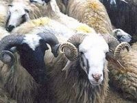 Kurban Bayramında Sağlık Tüyoları