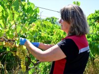 İzmir’de Üzüm Bahçelerinde Denetim