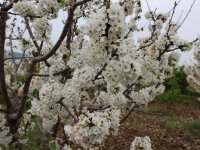 Kiraz hasreti bu sene bitiyor