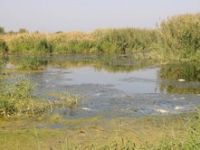 Aliağa'da Balık Katliamı