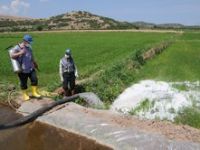 Çeltik Tarlaları İlaçlandı 