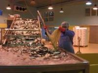  Türk balıkları Uzakdoğu yolcusu